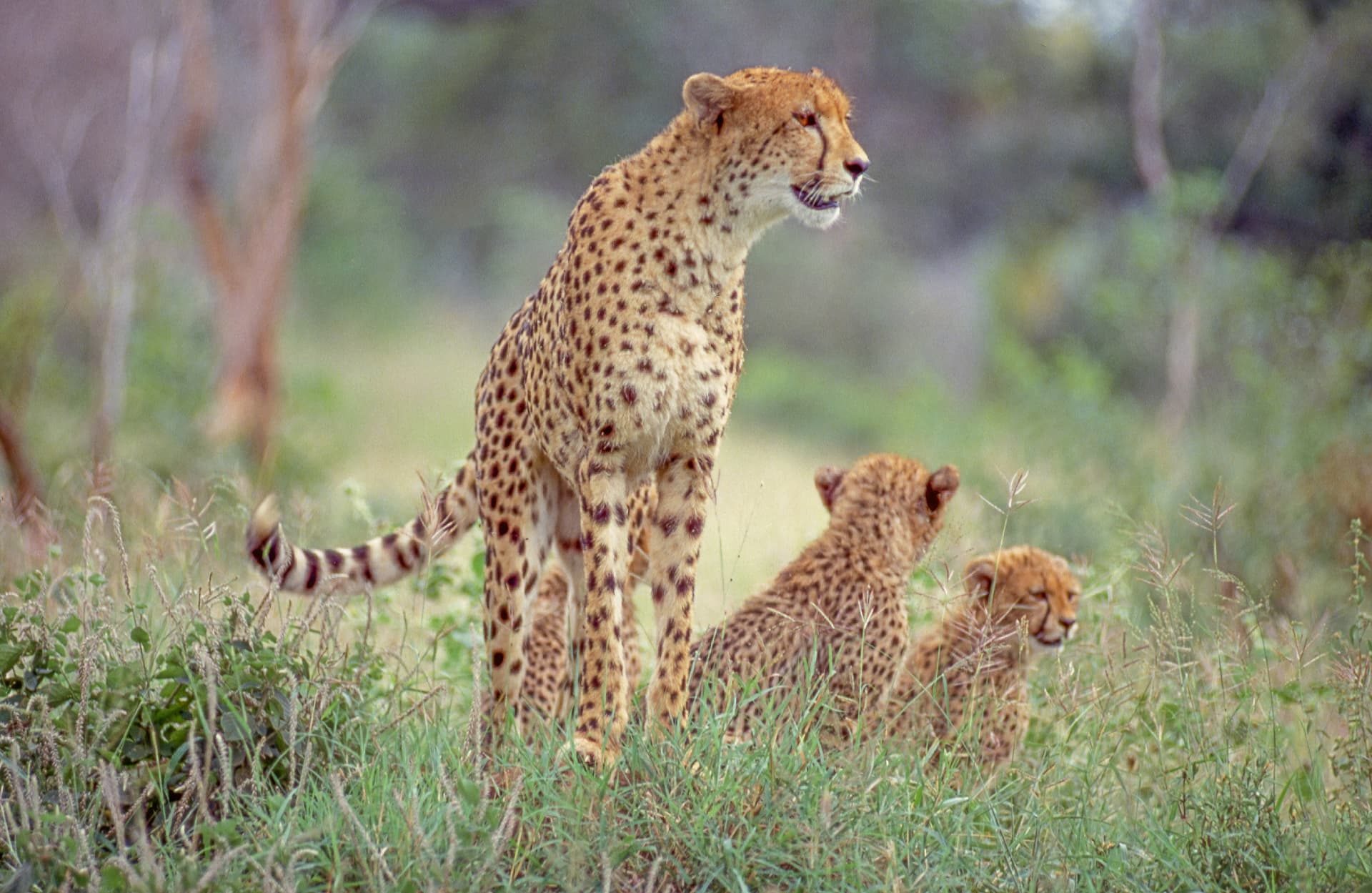 Cheetah of the Plains