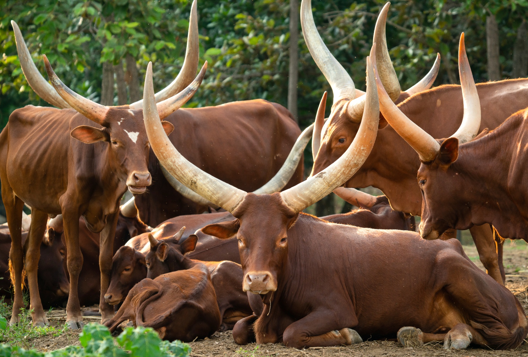 Dairy Farming