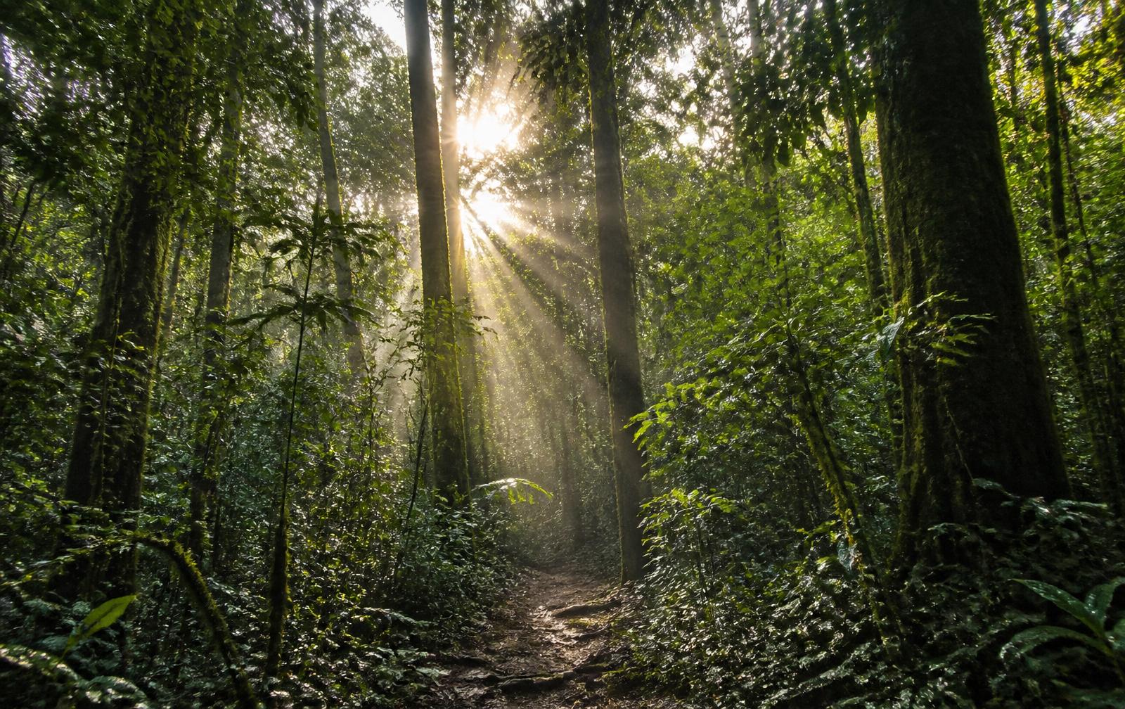 Sunlight streaming through the towering canopy of Kibale rainforest in western Uganda