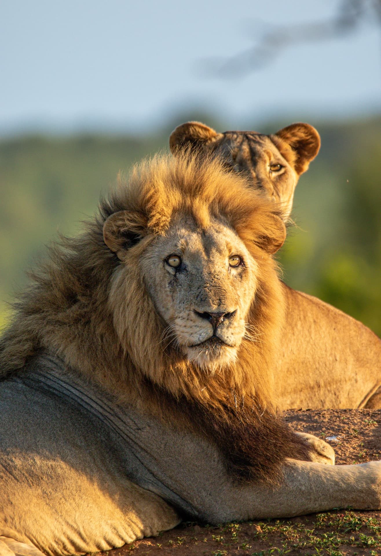 Lions of the Mara