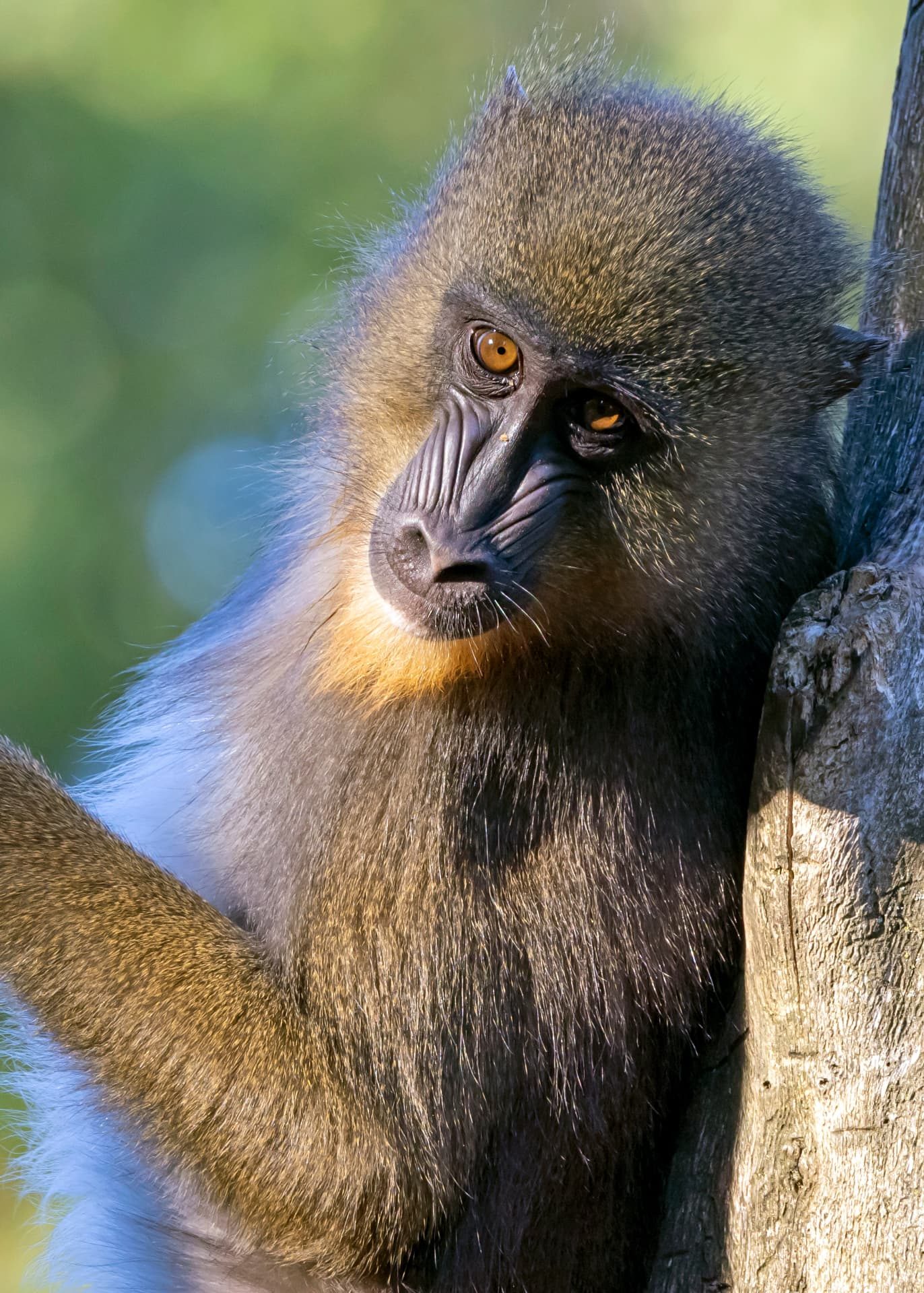 Golden Monkeys of the Virungas