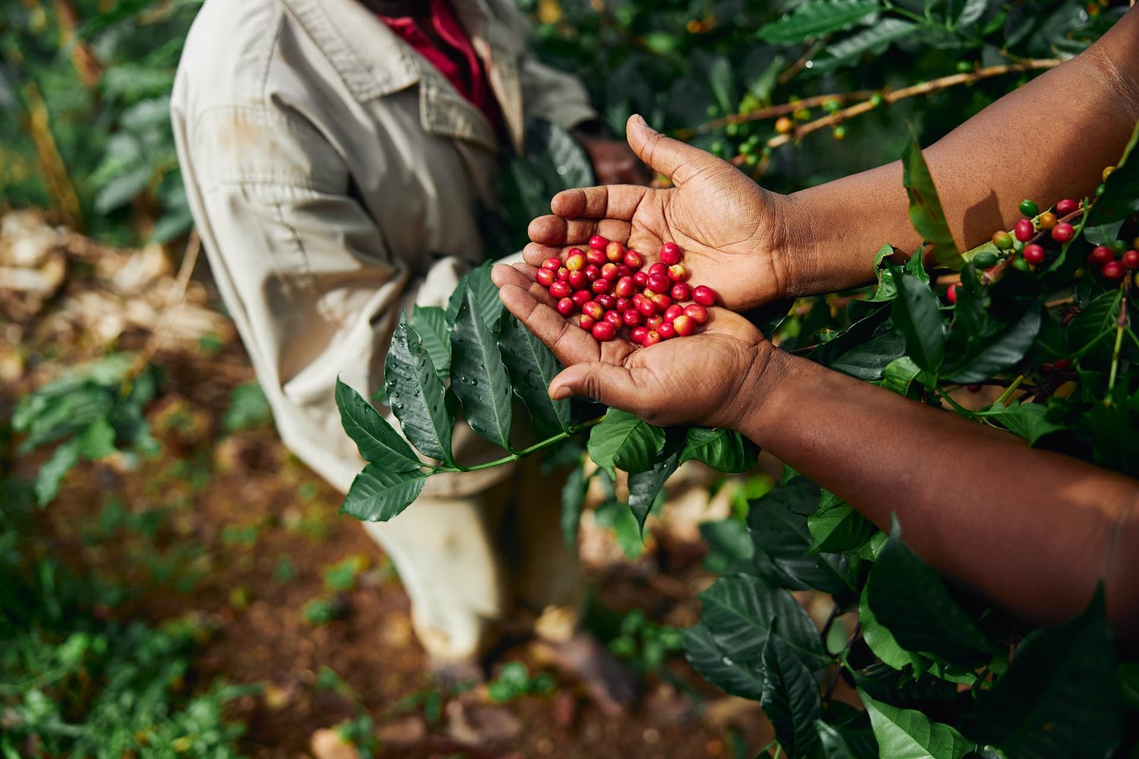 Hands holding freshly picked coffee cherries