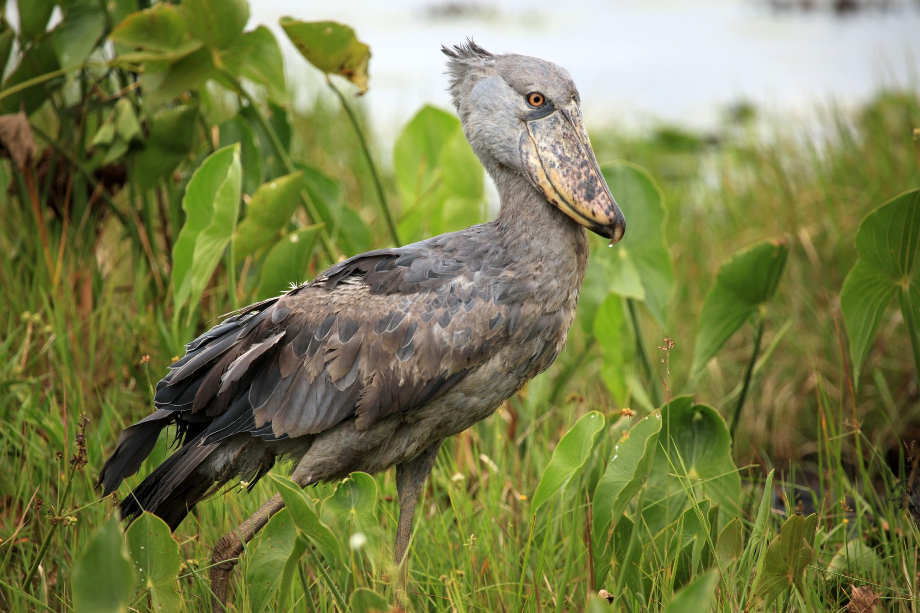 A shoebill stork standing in papyrus wetland
