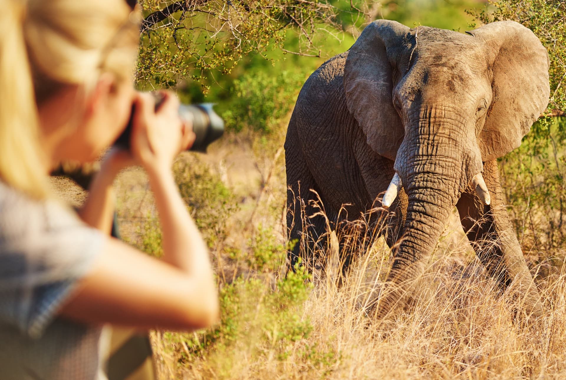 A traveller photographing elephants from a safari vehicle