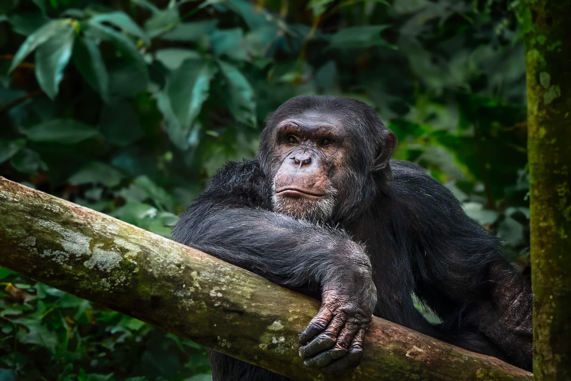 A chimpanzee resting in dense tropical forest on an island in Lake Victoria