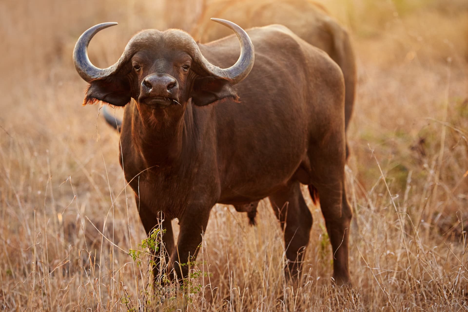 Buffalo at First Light