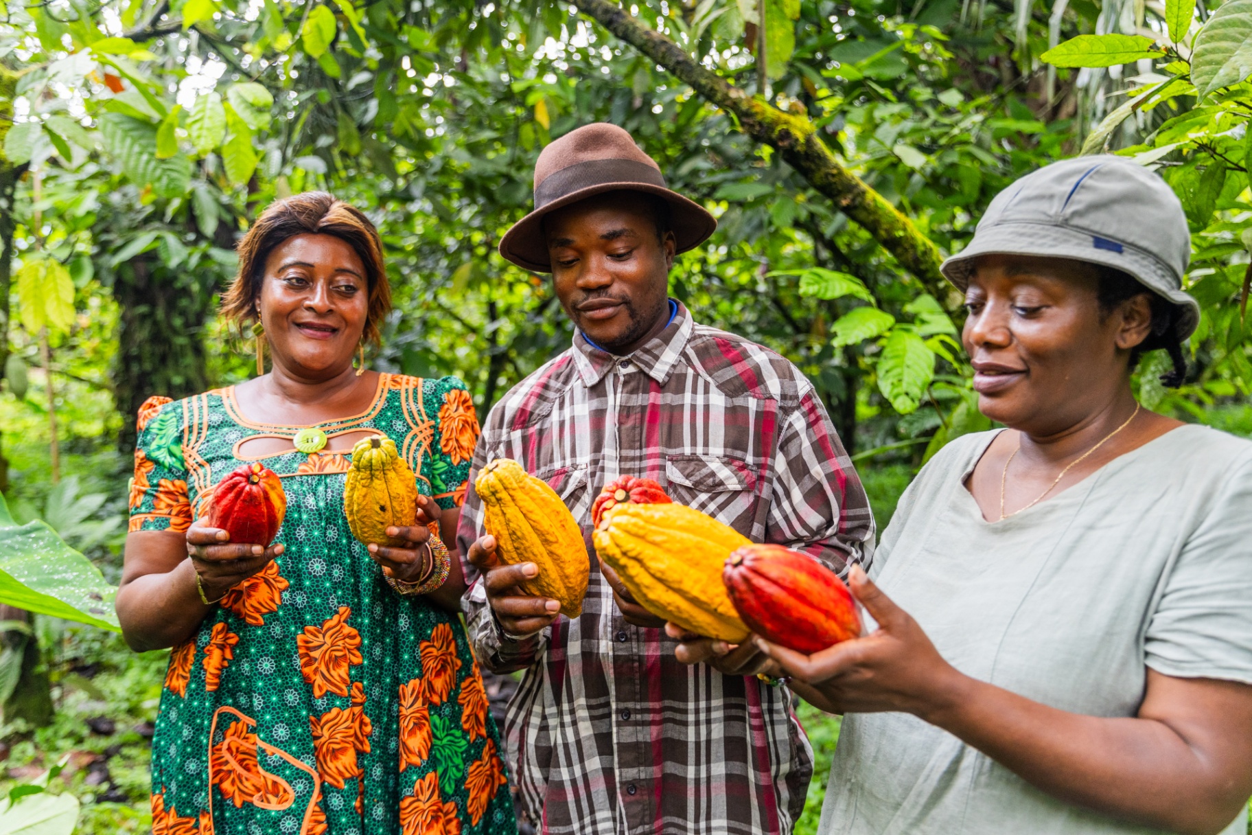 Three East African cocoa growers holding freshly harvested cocoa pods in a lush plantation