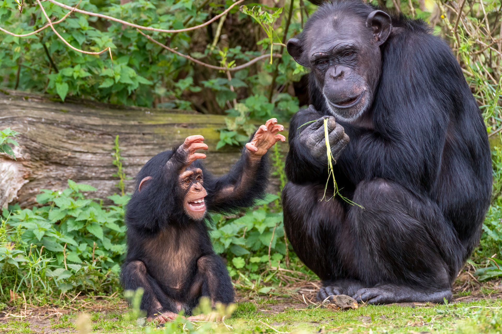 Ngamba Island Chimpanzee Sanctuary