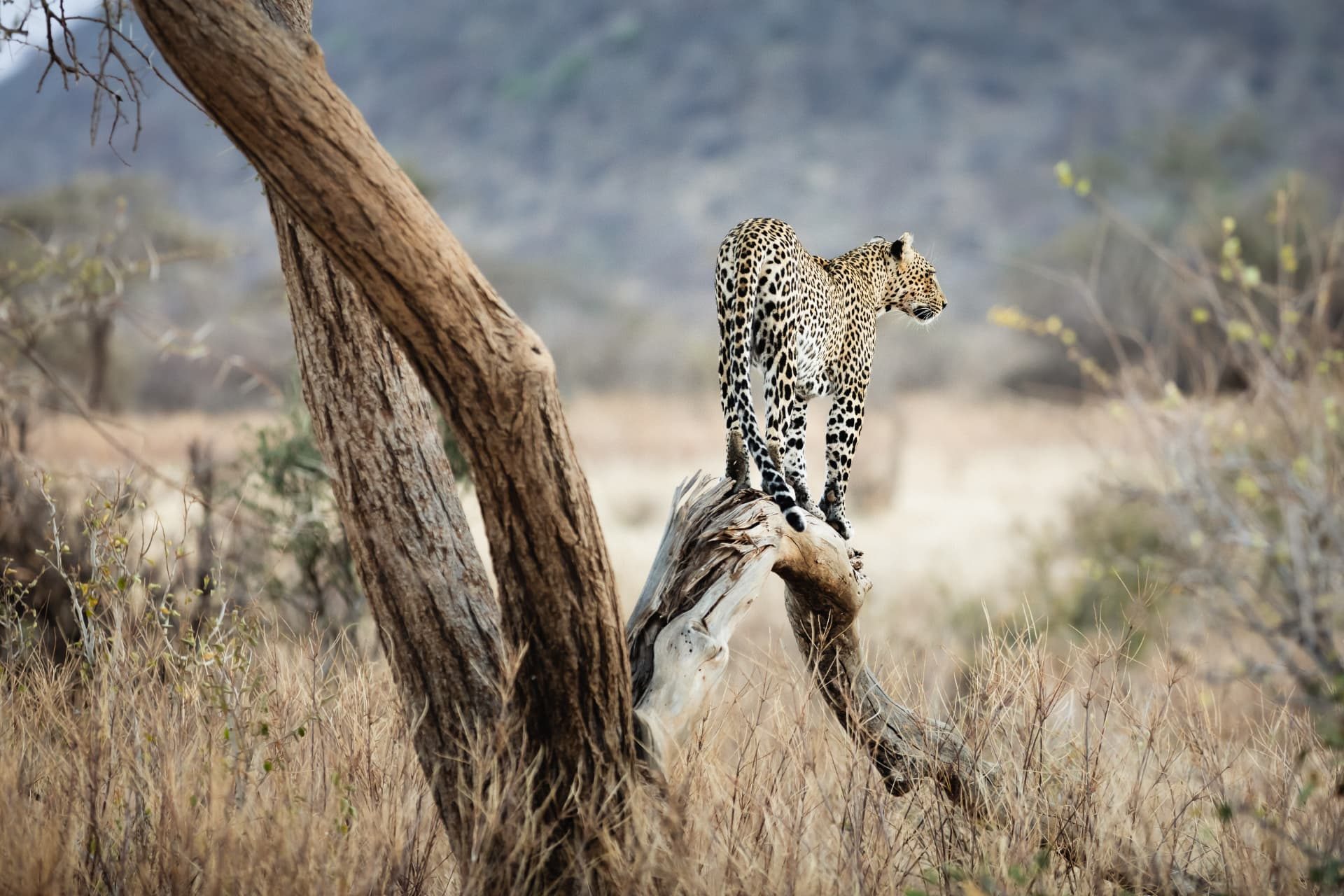 Leopards of the Serengeti