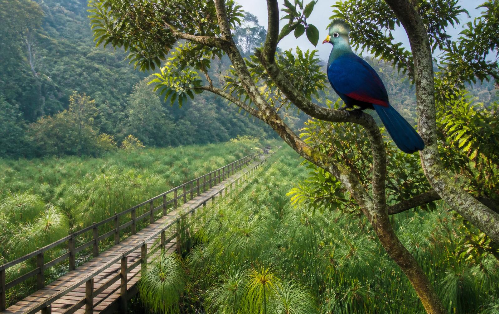 Boardwalk and birdlife in the Bigodi Wetland Sanctuary