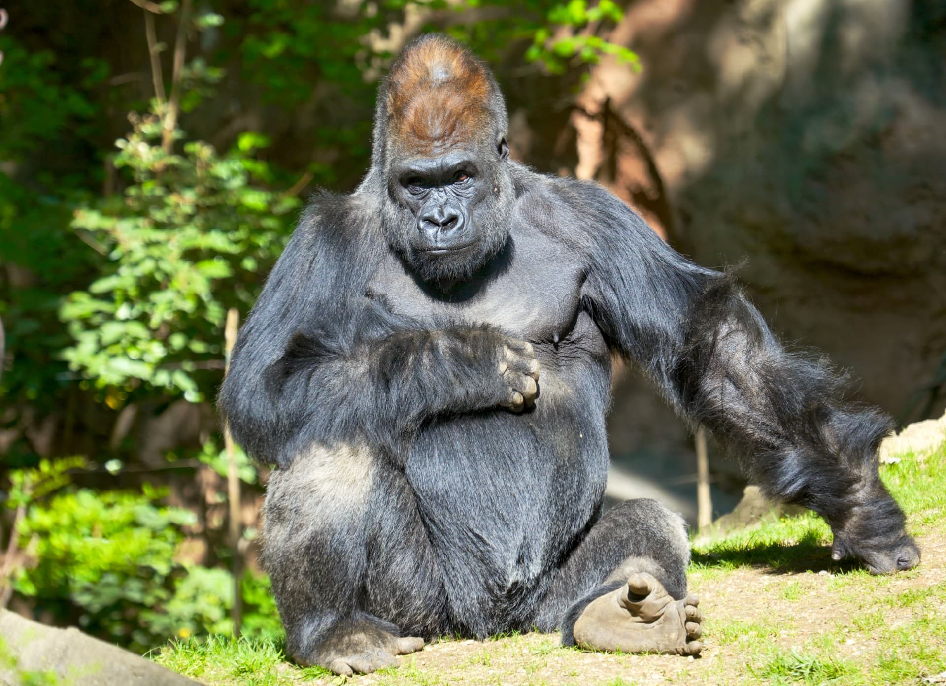 Bwindi Impenetrable NP, Uganda