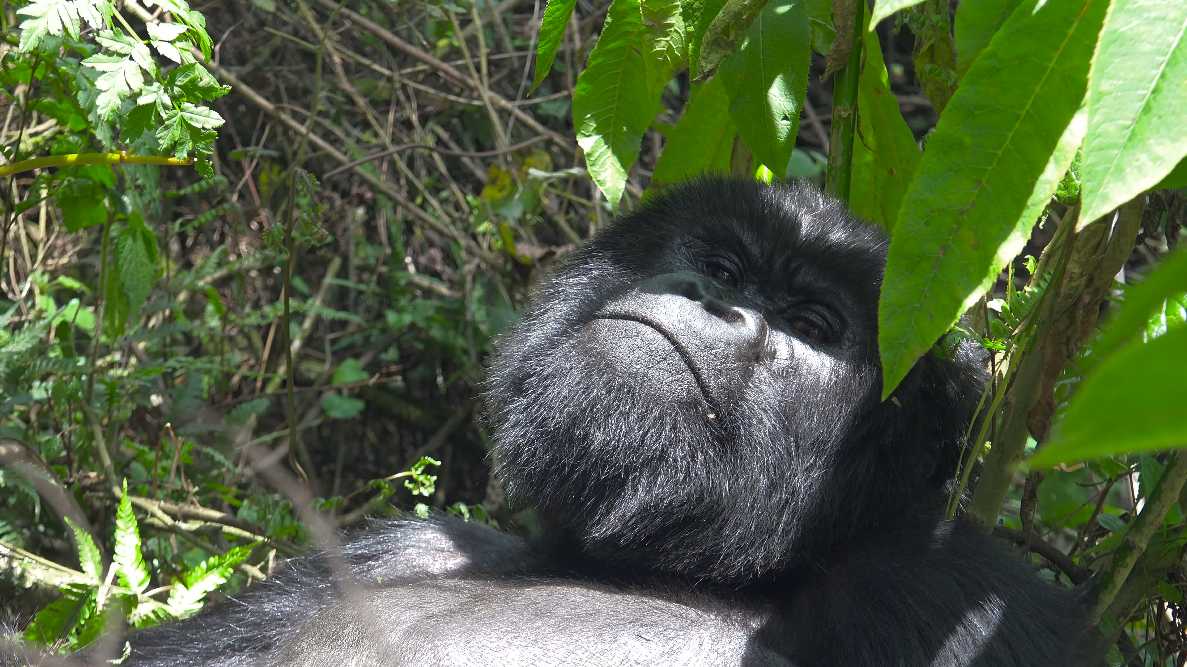 Mountain gorilla in Bwindi Impenetrable Forest, Uganda