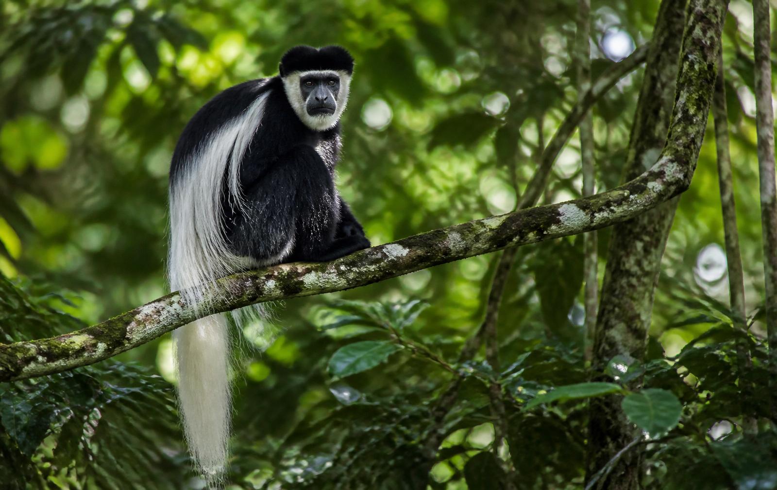 A black-and-white colobus monkey resting on a rainforest branch